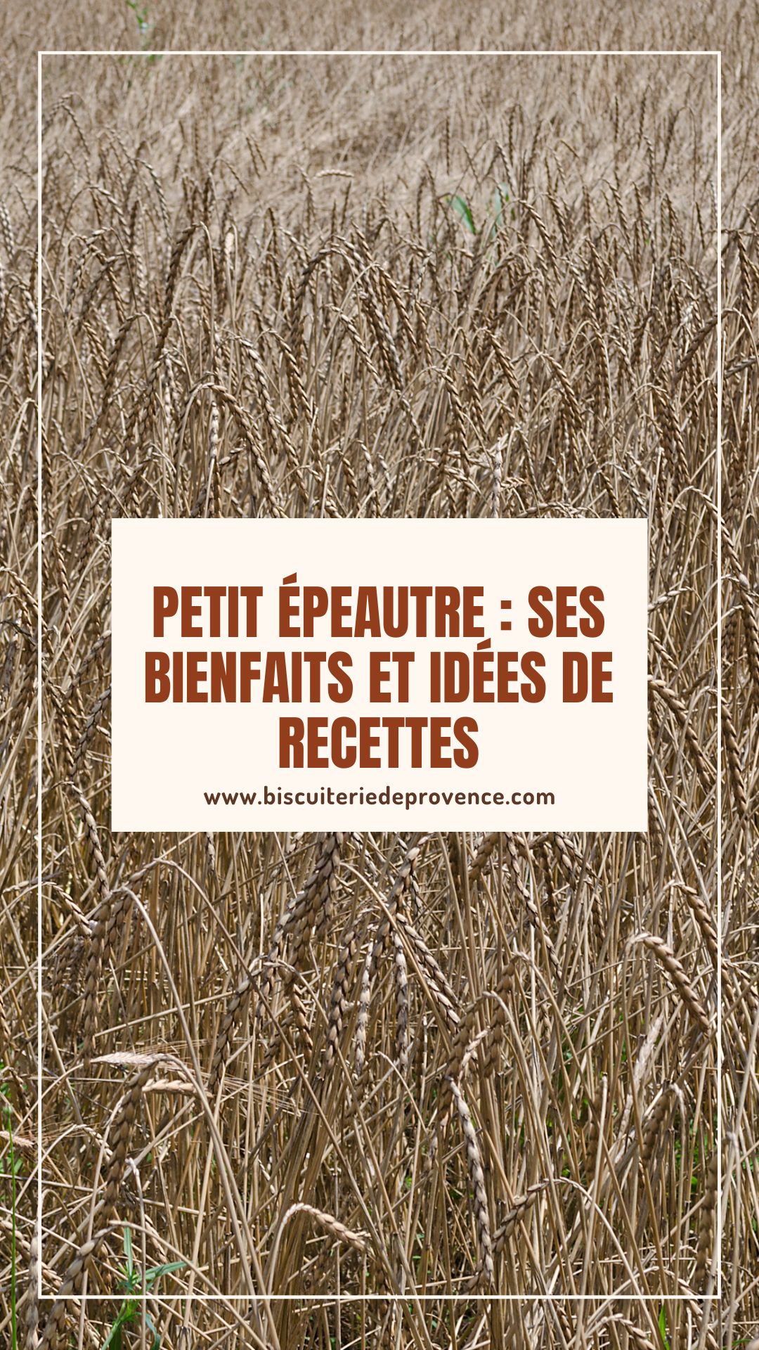 Les bienfaits du petit épeautre 